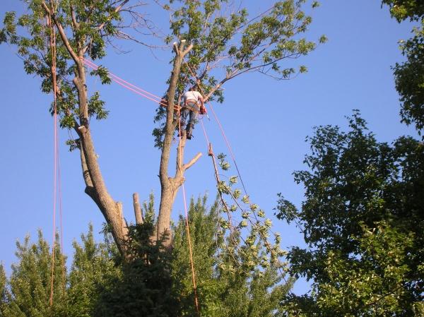 Greg's Tree Service