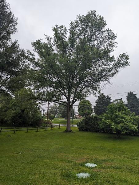 Keil Tree Experts Inc