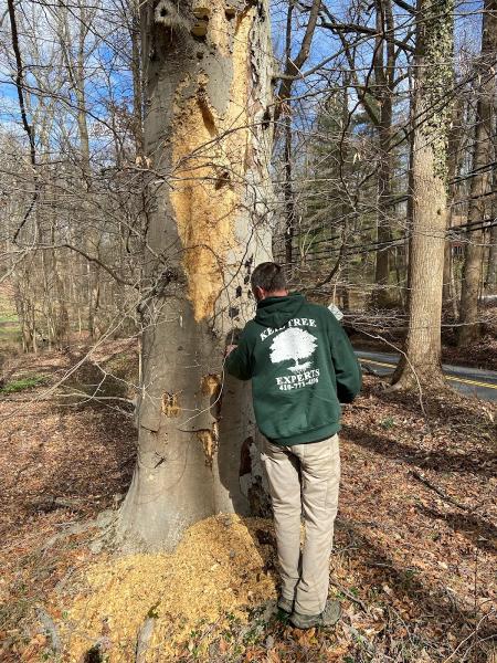 Keil Tree Experts Inc