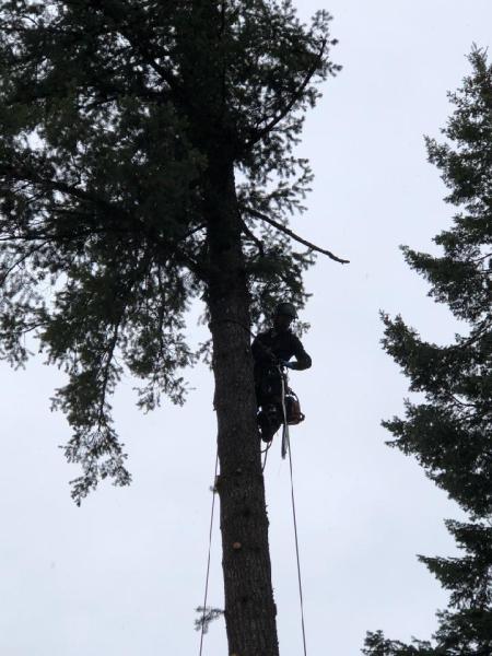 Eakins Forestry Services LLC