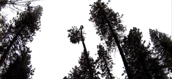 Eakins Forestry Services LLC