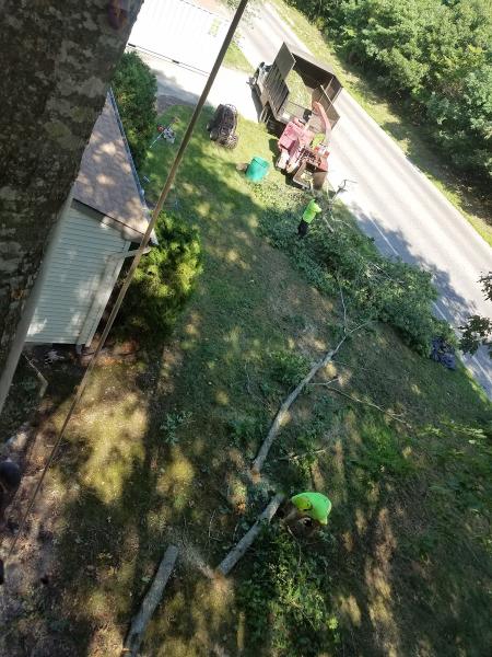 Syma Tree Service