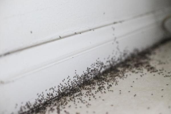 Pest Tech Ready