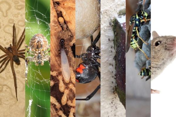 Banish Pest Control