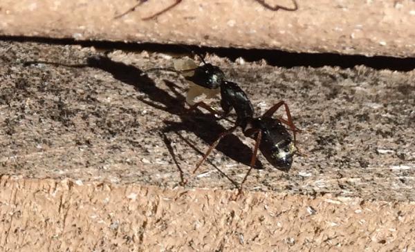Banish Pest Control