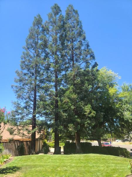 HDZ Tree Services Inc