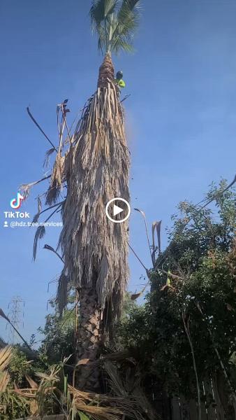 HDZ Tree Services Inc