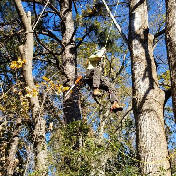 NC Trees and More