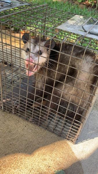 Nuisance Wildlife Rangers LLC
