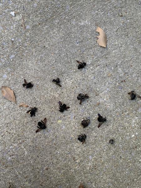 Roscoe's Pest Control Inc