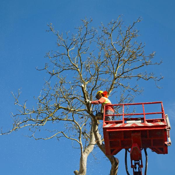 Brooklyn Tree Service Pros
