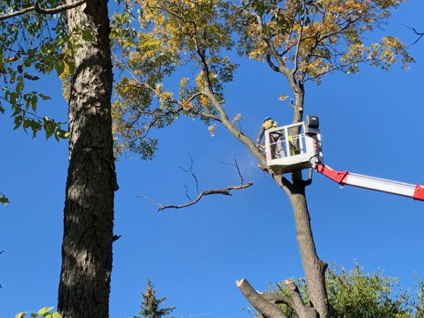 Juan's Tree Removal LLC