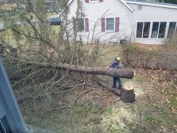 Juan's Tree Removal LLC