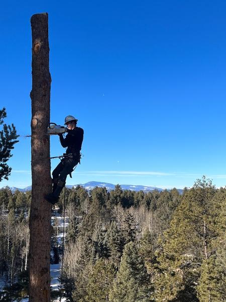 Woodland Tree Service
