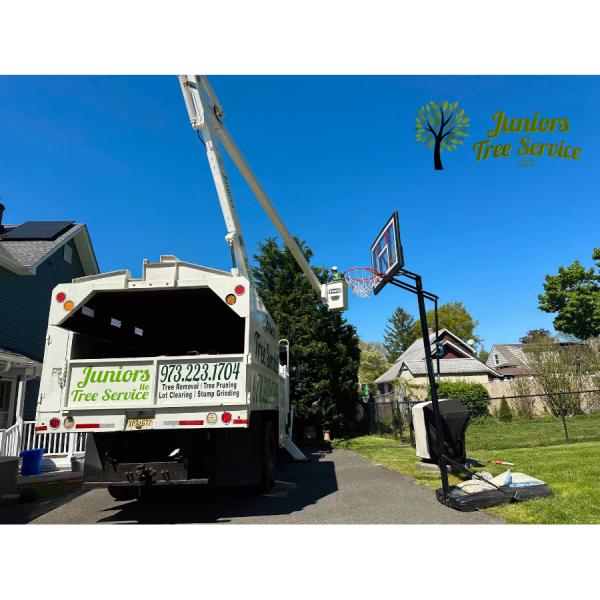 Junior Tree Service LLC