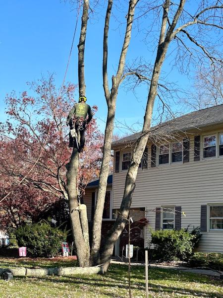 Junior Tree Service LLC