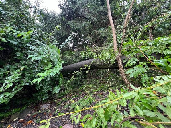 Junior Tree Service LLC