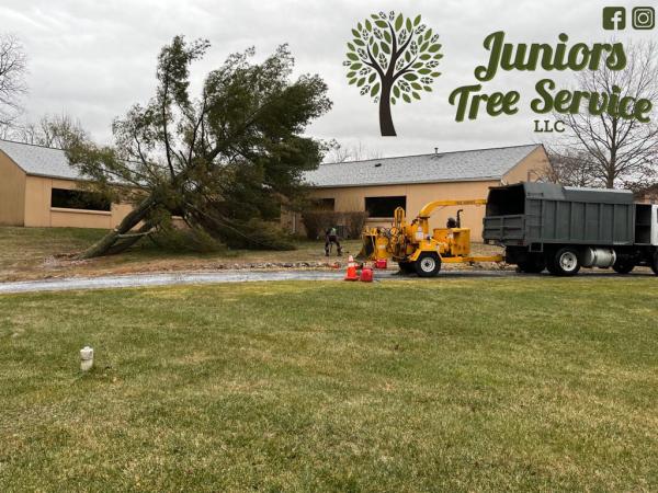 Junior Tree Service LLC