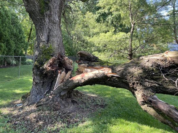 Junior Tree Service LLC