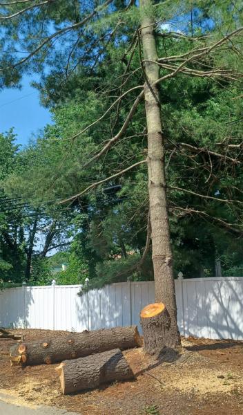 Lumberjack Tree Care Services