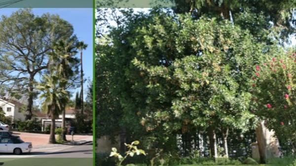 Cañada Tree Care