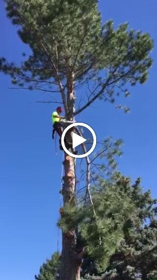 All Wood's Tree Service