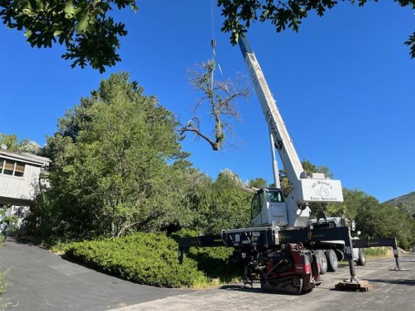 All Wood's Tree Service
