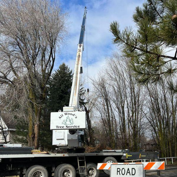 All Wood's Tree Service