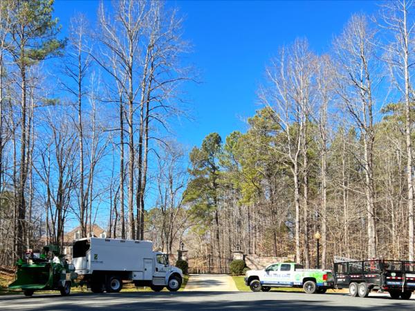 Pure Tree Care