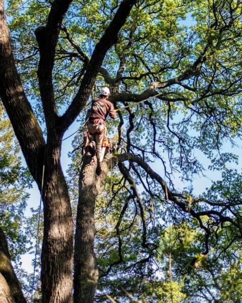 Kailua Tree Service