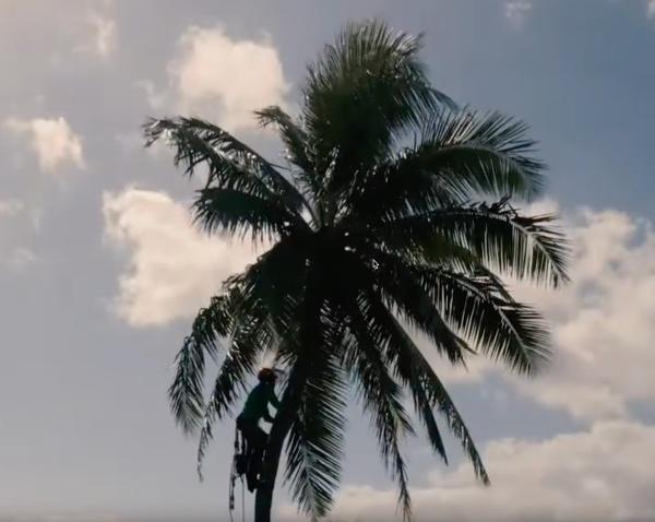 Kailua Tree Service