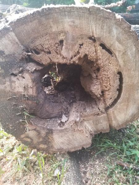 Douglas Tree Service