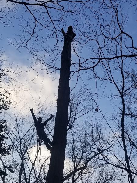 Douglas Tree Service