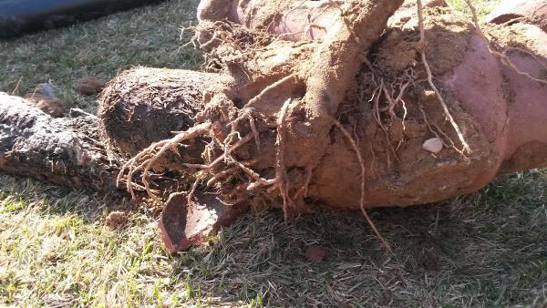 Plumbing Center Bonded Sewer Contractor