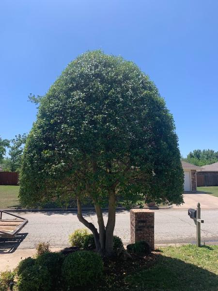 Affordable Tree Service LLC