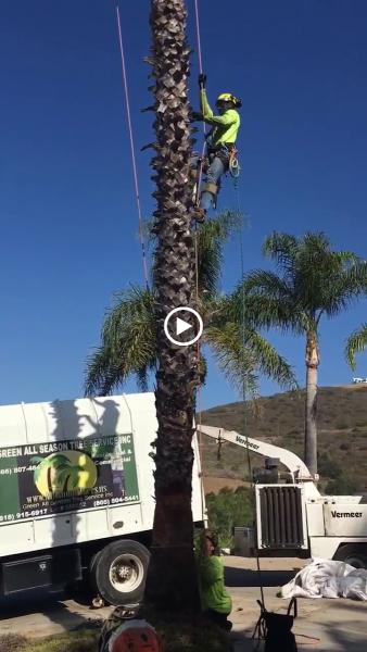 Green All Season Tree Service Inc