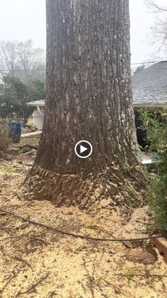 Carson Tree Company