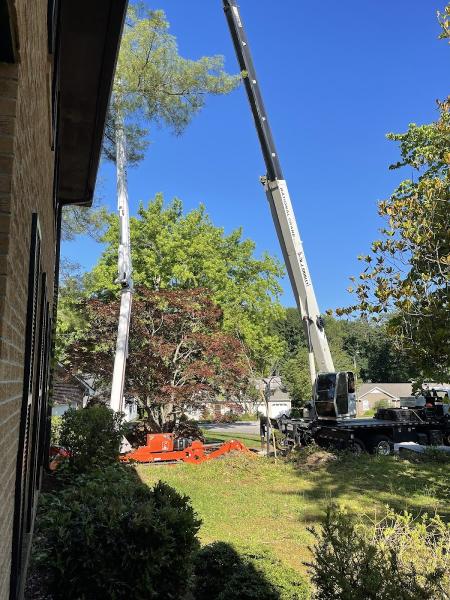 Carson Tree Company