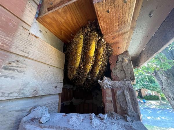 VIP Bee Rescue Bee Removal