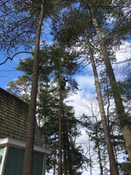 Leonardo's Tree Services Inc