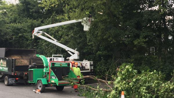 Blue Ridge Tree Experts