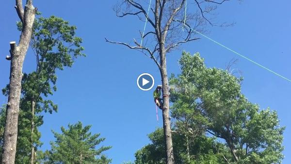 Blue Ridge Tree Experts Llc