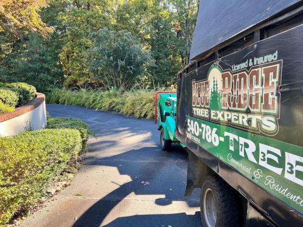 Blue Ridge Tree Experts Llc