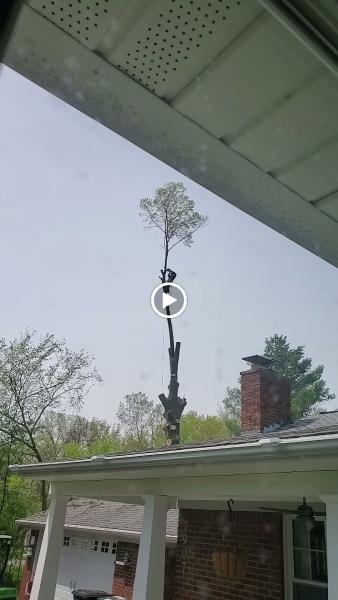 Longtree Tree Service