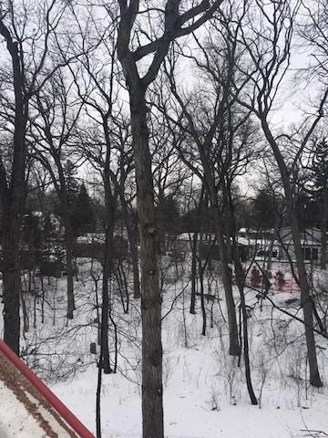 Will's Top Notch Tree Service