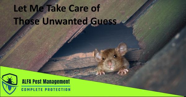 Alfa Pest Management