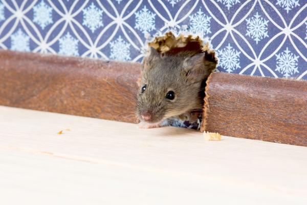 Alfa Pest Management