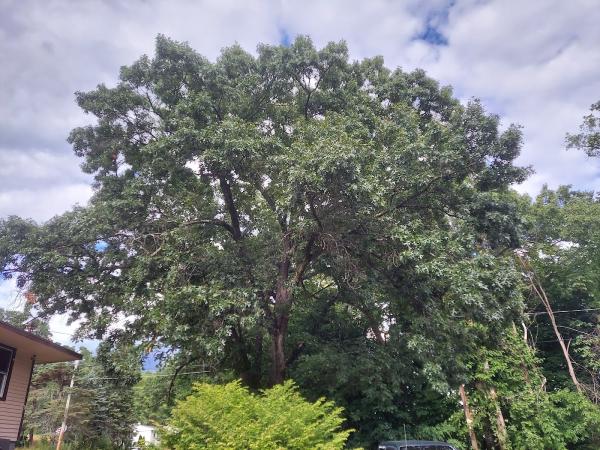Chuck's Tree Service