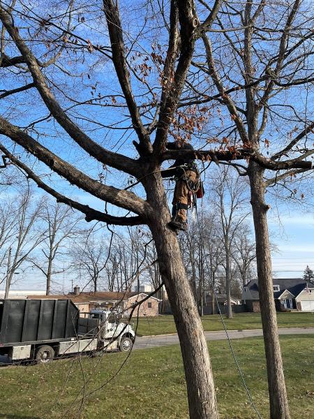 The Tree Guy