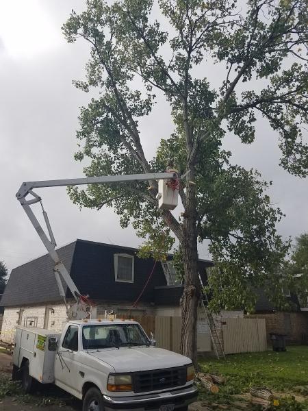 Stanford Tree Trimming & Removal